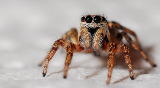 General Pest Control - Preventing Spiders in Your Home