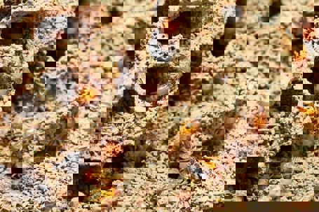 The Top 5 Tall Tale Signs of Termites - General Pest Control