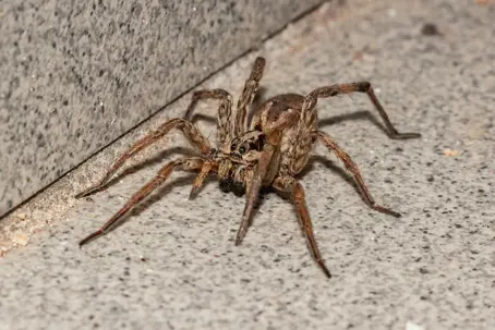 wolf spider