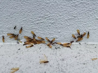 DIY vs. Professional Termite Control: Which Saves More in the Long Run?