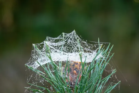 Spider-Free Yard: Ultimate Guide to Removal