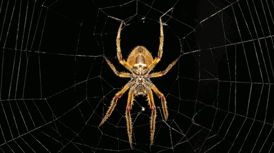 6 Signs of a Spider Infestation - General Pest Control