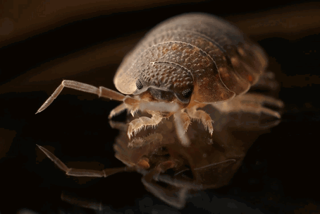 Signs of Bed Bugs: 5 Ways to Tell if You’re Sharing Your Bed
