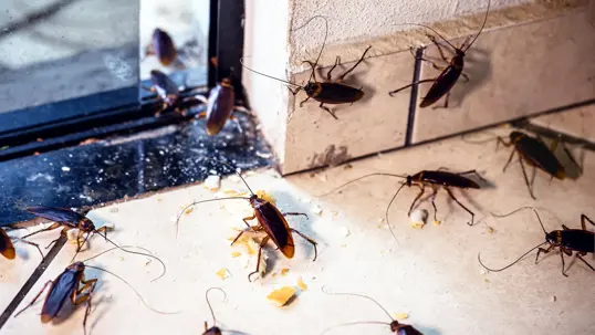 Commercial Pest Control: Keep Your Business Pest Free