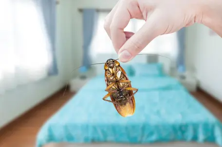 Are Cockroaches Dangerous?