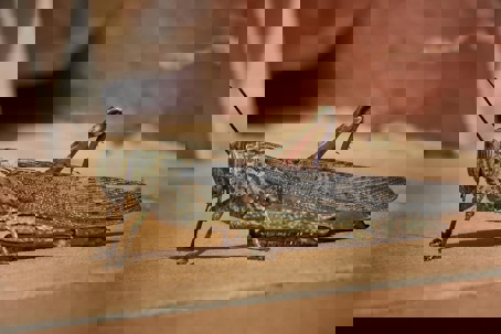 Crickets vs Grasshoppers & How to Prevent Them from Taking Over