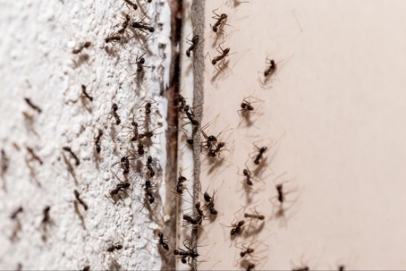 I Have An Ant Infestation In My Walls! What Can I Do?