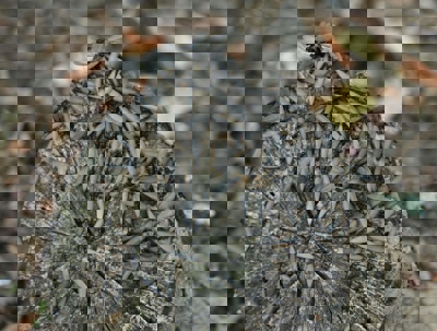 Termites and Their Hiding Places - General Pest Control