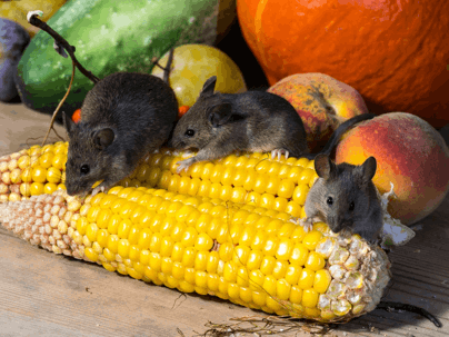 6 Ways Rodents Can Enter Your Home - General Pest Control