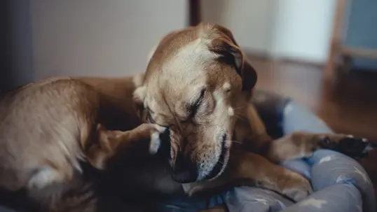 Dog scratching