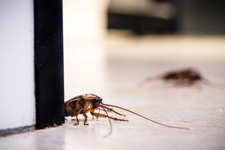 Effective Pest Control Methods Used by Professionals - General Pest Control