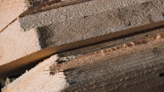 Termite Prevention: Essential Tips for Homeowners
