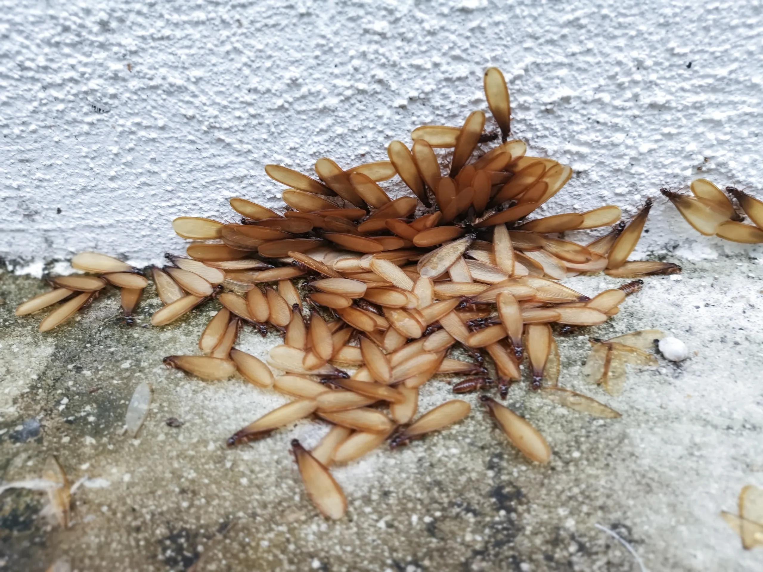 Termites Running DIY vs. Professional Termite Control: Which Saves More in the Long Run?